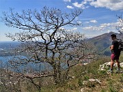 55 Maestosa quercia con vista sui laghi brianzoli